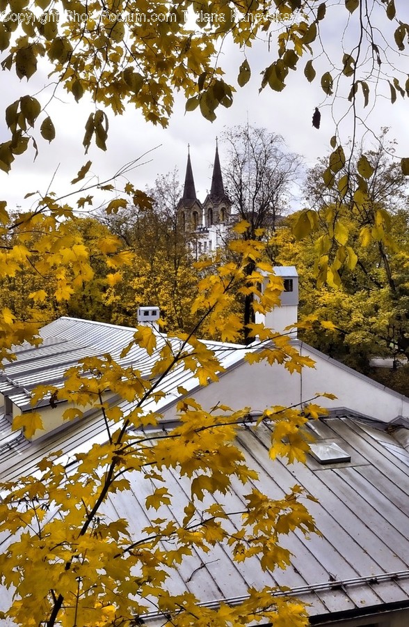 Conifer, Flora, Larch, Plant, Tree