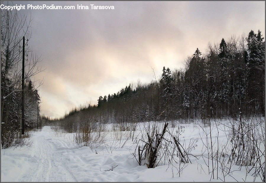 Conifer, Fir, Plant, Tree, Landscape, Nature, Scenery