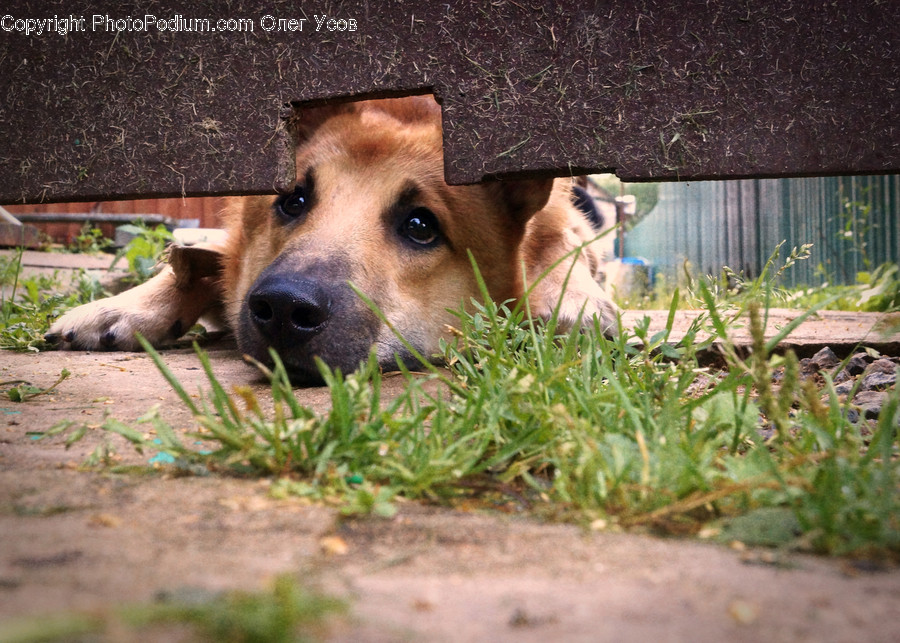 Animal, Beagle, Canine, Dog, Hound