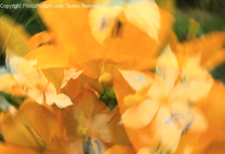 Blossom, Flora, Flower, Gladiolus, Plant