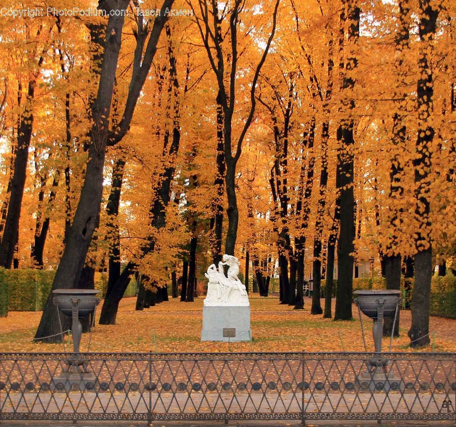 Bench, Birch, Flora, Plant, Tree
