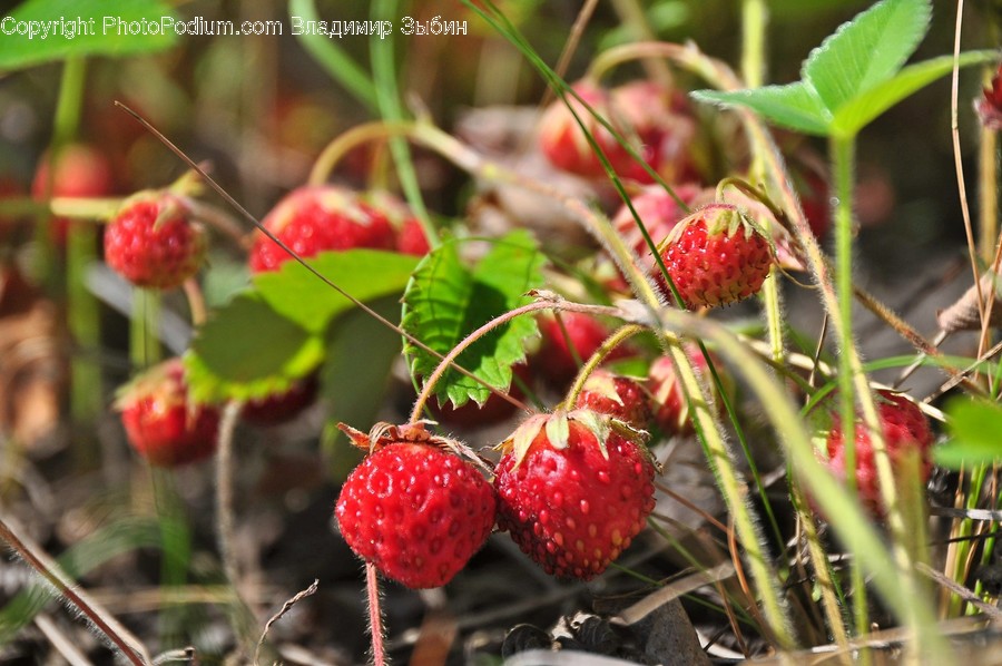 Flora, Food, Fruit, Plant, Produce