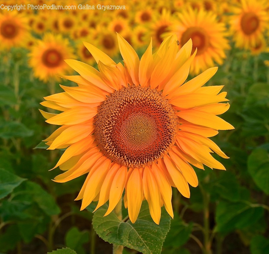 Blossom, Flora, Flower, Plant, Sunflower