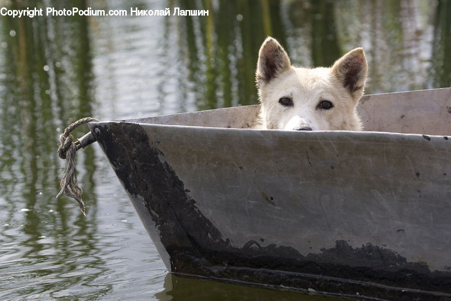 Animal, Dog, Pet, White Dog, Zoo, Canine, Fox