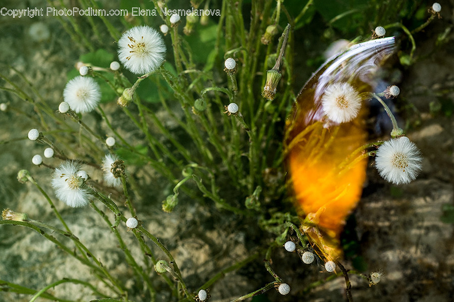Animal, Bee, Insect, Invertebrate, Blossom