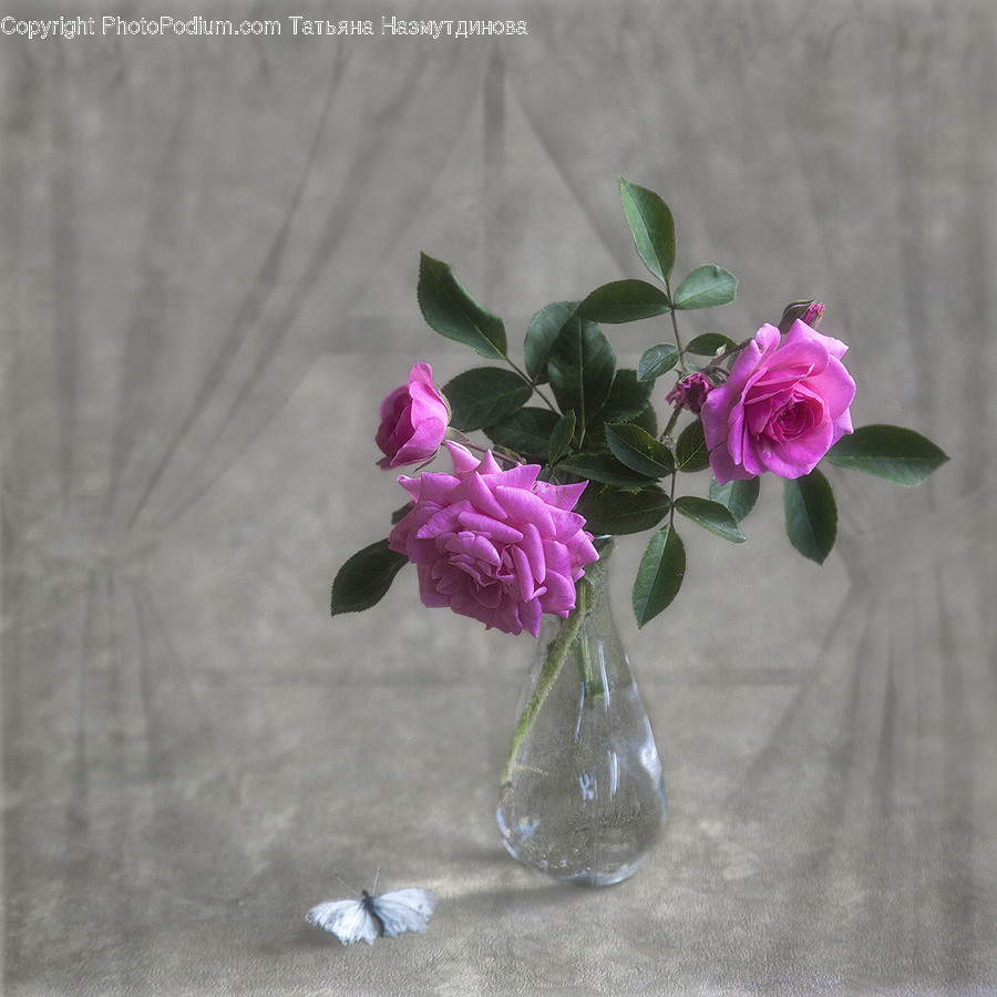 Jar, Pottery, Vase, Flora, Plant