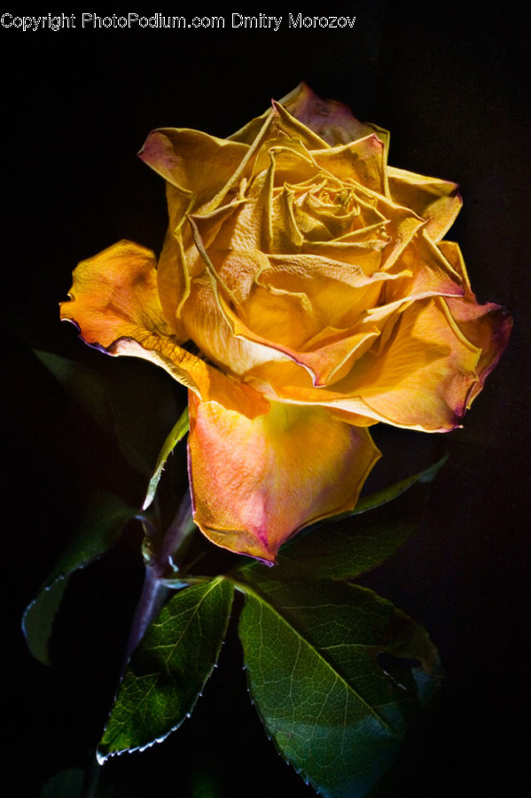 Blossom, Flora, Flower, Plant, Rose