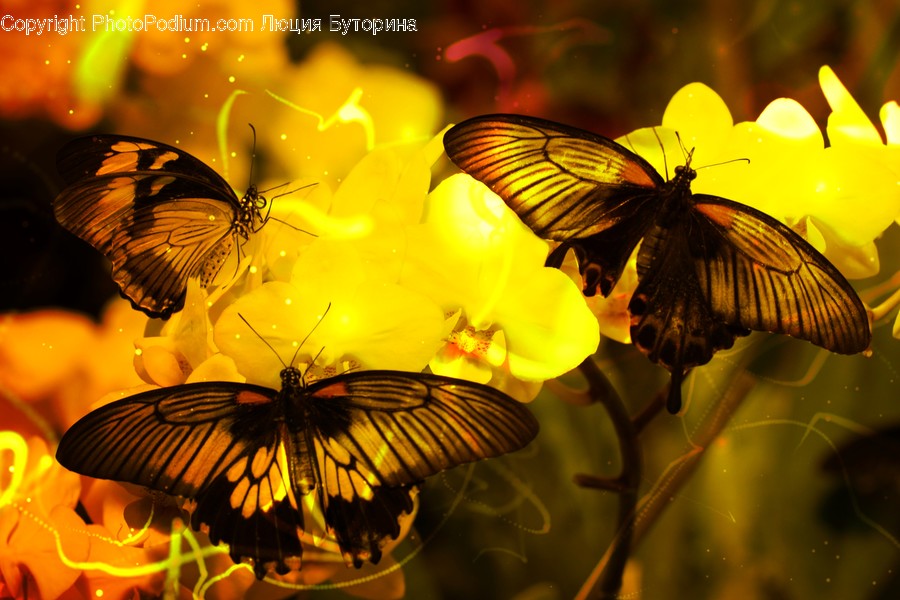 Animal, Butterfly, Insect, Invertebrate, Fractal