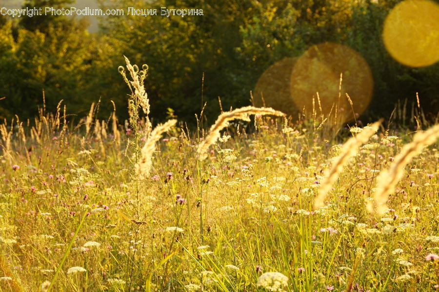 Flora, Grass, Plant, Outdoors, Field