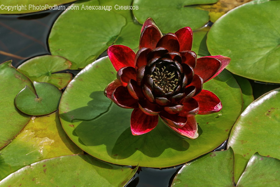 Blossom, Flora, Flower, Lily, Plant