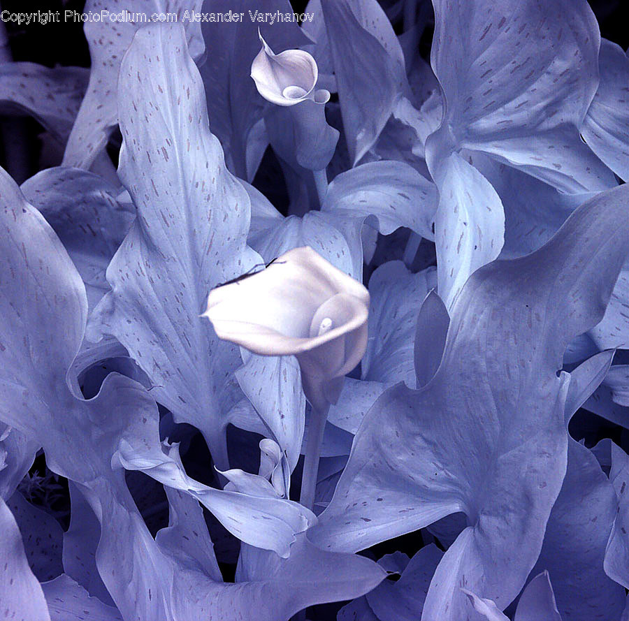 Blossom, Flora, Flower, Gladiolus, Plant
