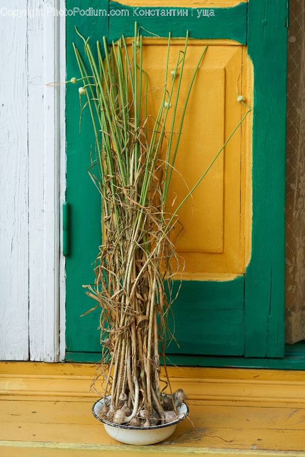 Flora, Jar, Plant, Potted Plant, Pottery