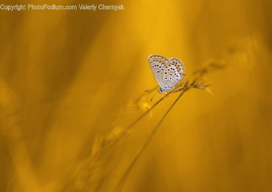 Animal, Butterfly, Insect, Invertebrate, Flora