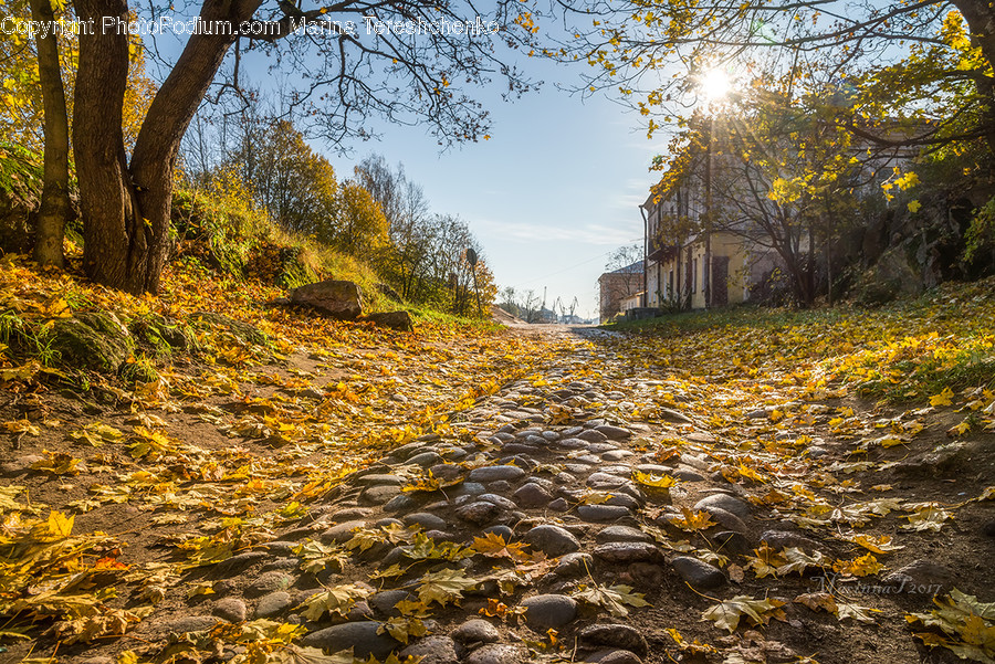 Dirt Road, Gravel, Road, Flora, Plant