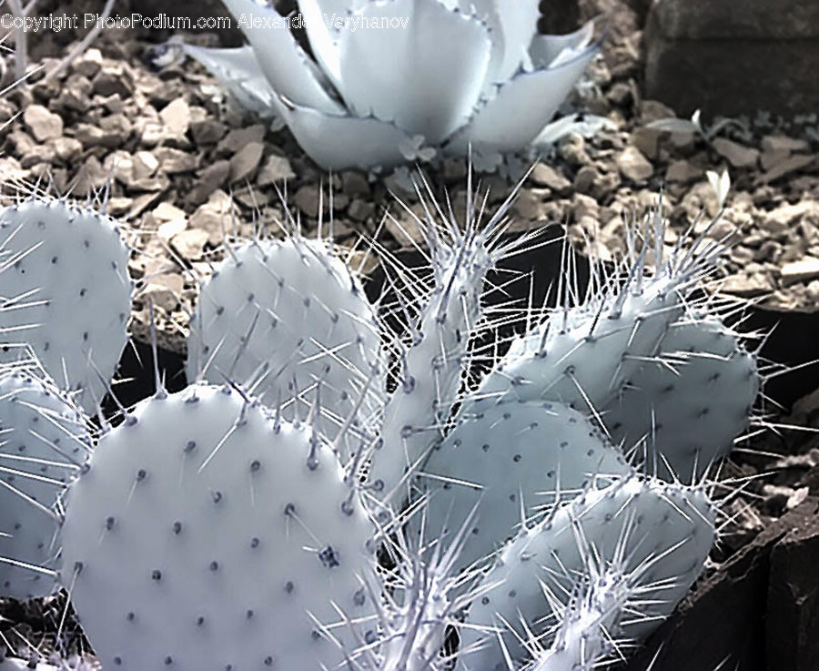 Agavaceae, Flora, Plant, Cactus, Rubble