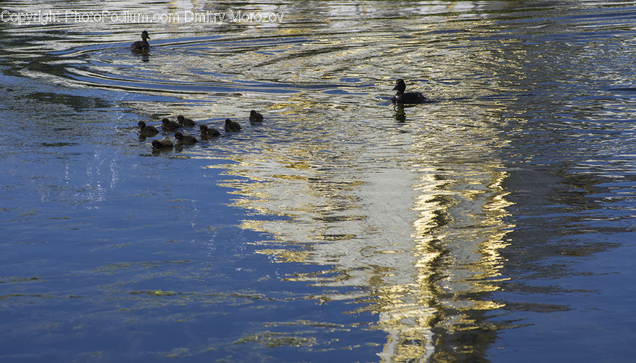 Animal, Bird, Black Swan, Swan, Waterfowl