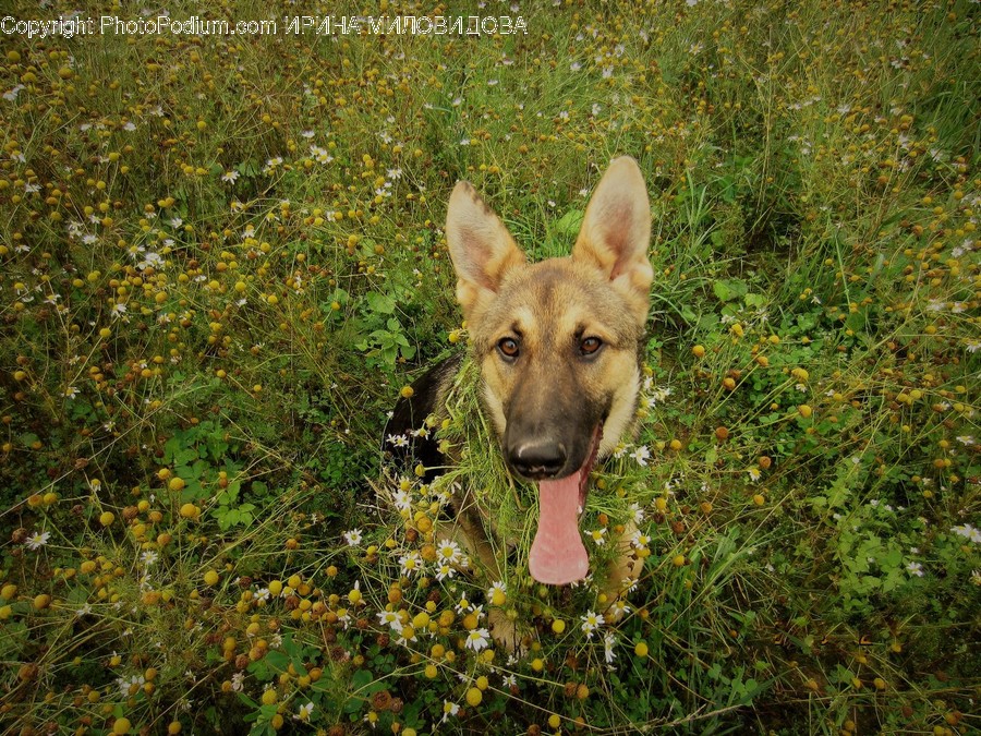 Animal, Canine, Dog, German Shepherd, Mammal