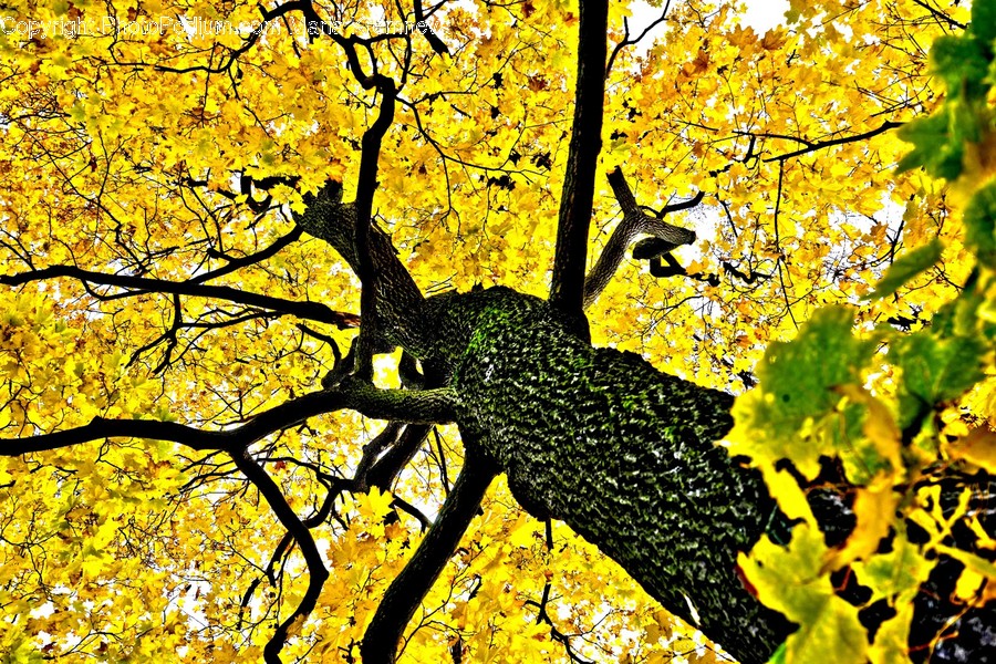 Flora, Plant, Tree, Oak, Art