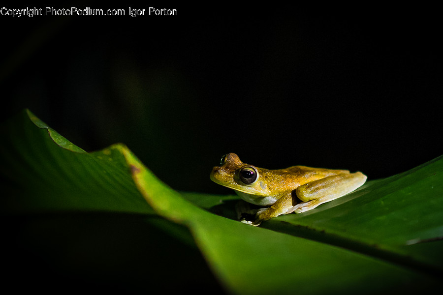 Amphibian, Animal, Frog, Wildlife