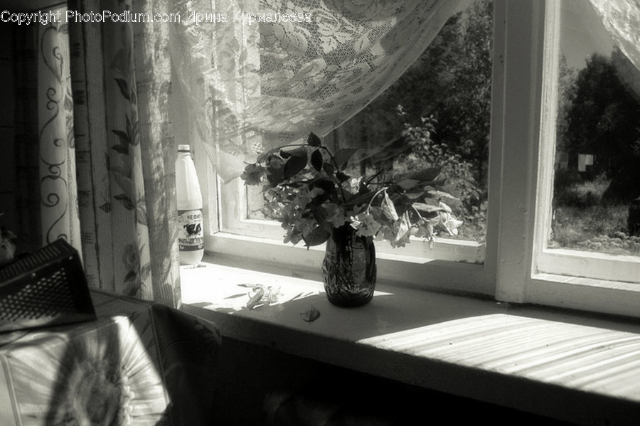 Flora, Jar, Plant, Potted Plant, Pottery