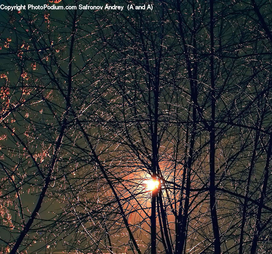 Plant, Tree, Conifer, Fir, Flare, Light, Sunlight
