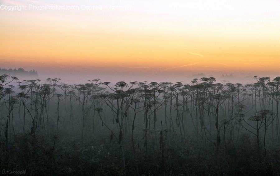 Dawn, Dusk, Nature, Outdoors, Red Sky