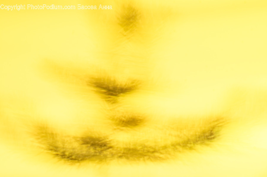 Blossom, Dandelion, Flora, Flower, Plant