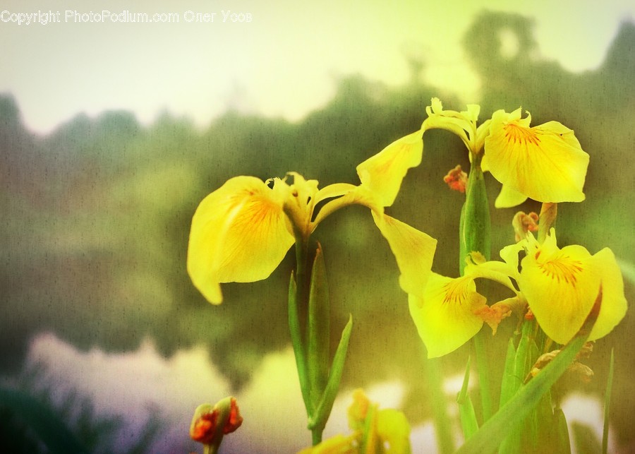Blossom, Daffodil, Flora, Flower, Plant
