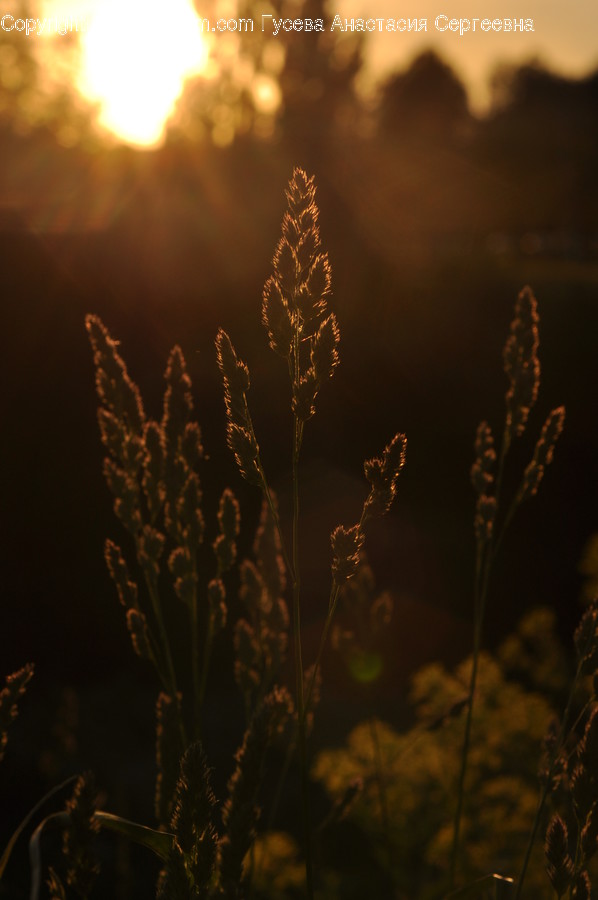 Flora, Grass, Plant, Weed, Conifer