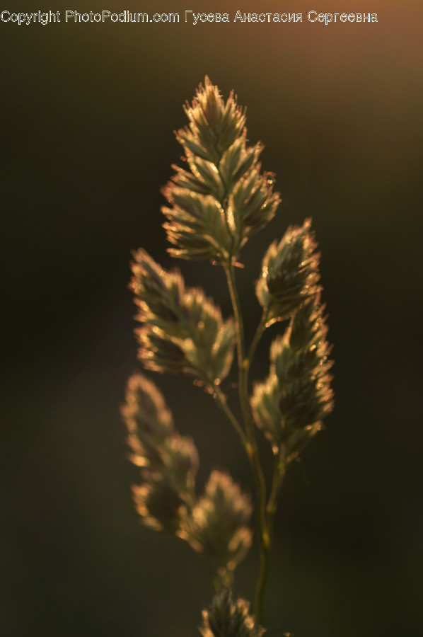 Conifer, Flora, Plant, Tree, Weed
