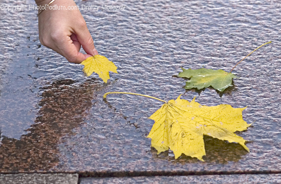 Human, People, Person, Flora, Leaf