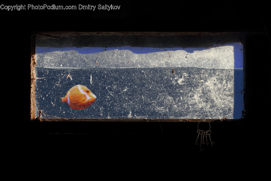 Aquatic, Water, Crystal, Screen, Animal