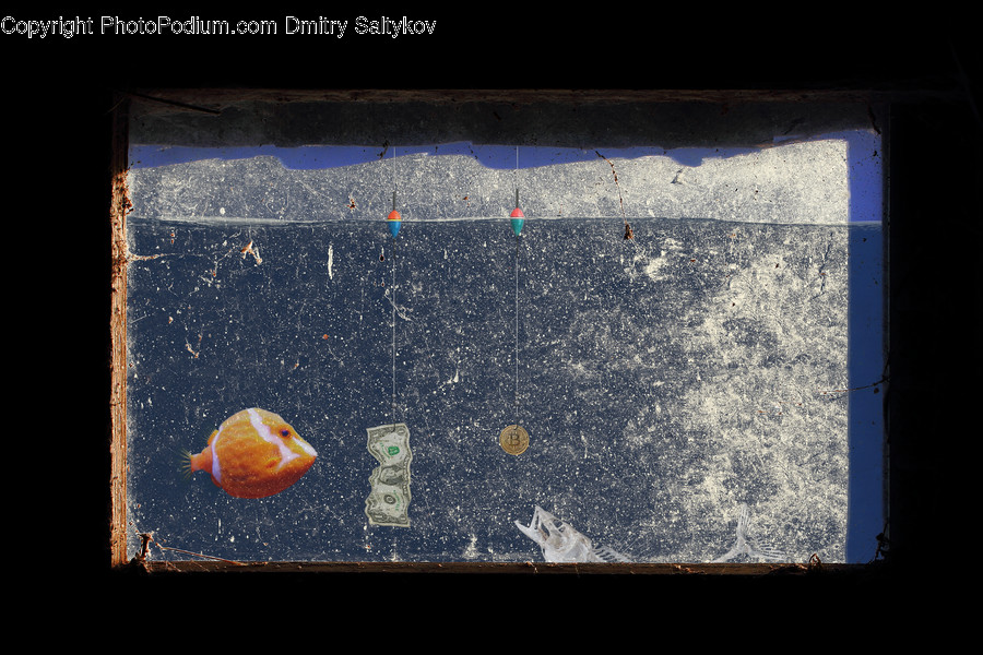 Asphalt, Tarmac, Aquatic, Water, Amphiprion