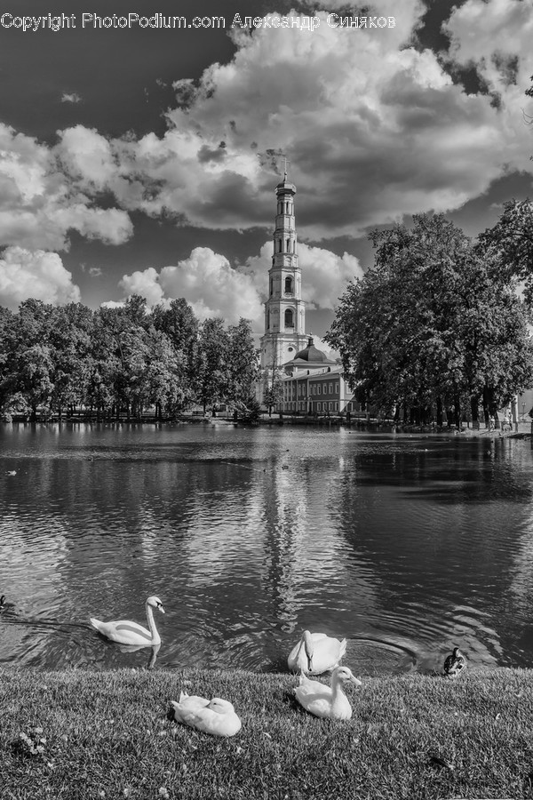 Animal, Bird, Swan, Waterfowl, Outdoors