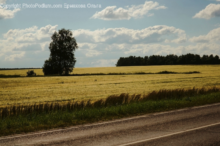 Dirt Road, Gravel, Road, Field, Grassland