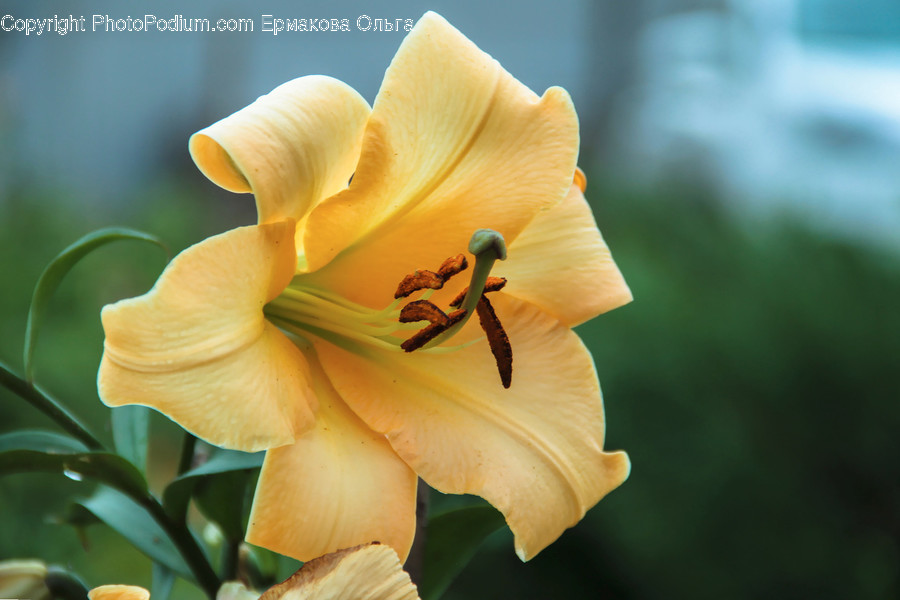 Blossom, Flora, Flower, Gladiolus, Plant