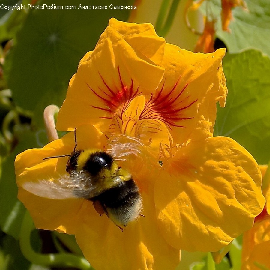 Animal, Bee, Insect, Invertebrate, Apidae