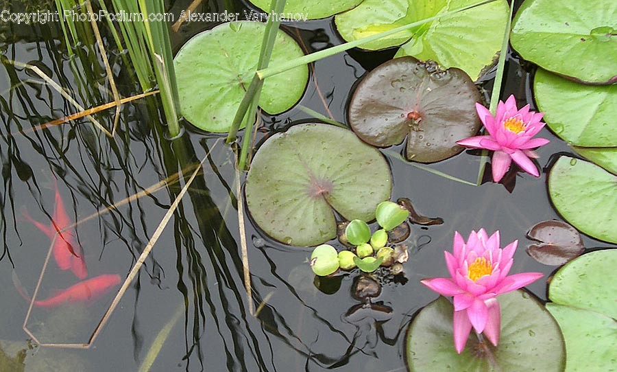 Blossom, Flora, Flower, Lily, Plant