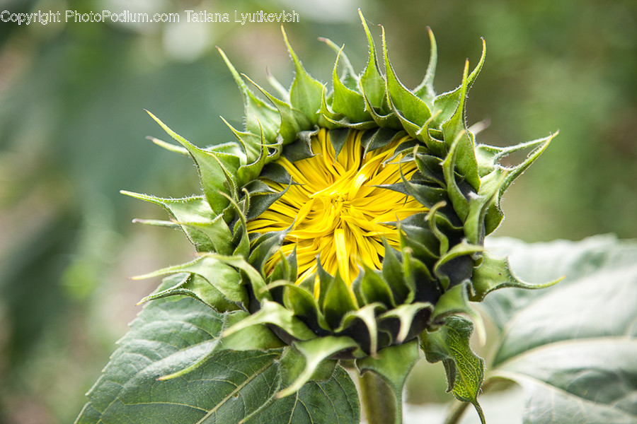 Flora, Plant, Asteraceae, Blossom, Flower