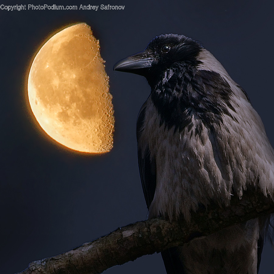 Astronomy, Full Moon, Moon, Night, Outdoors