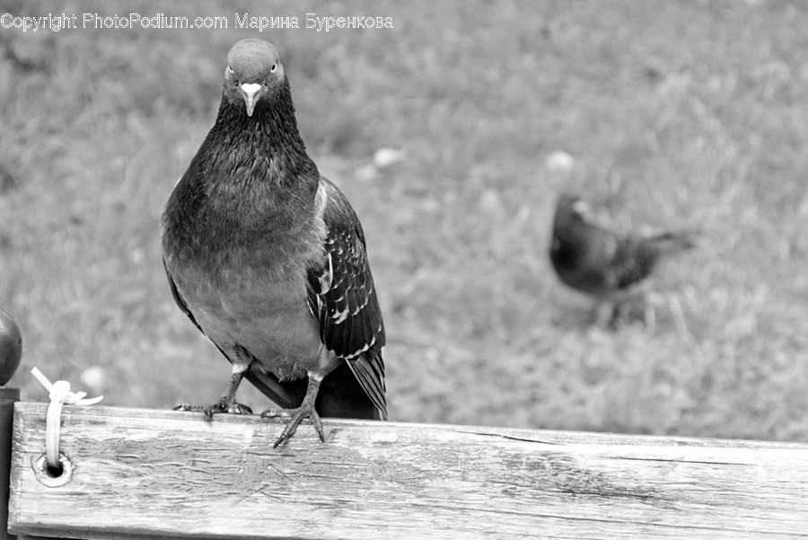 Animal, Bird, Pigeon, Acorn, Flora