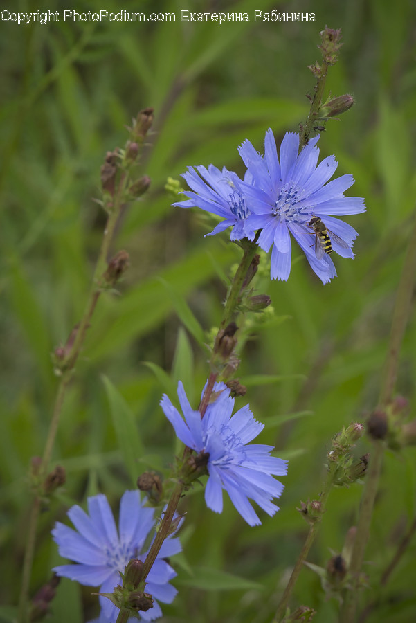 Aster, Blossom, Flora, Flower, Plant