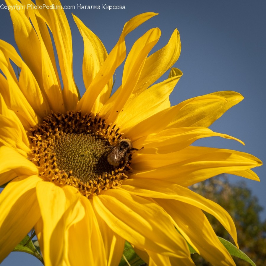 Blossom, Flora, Flower, Plant, Sunflower