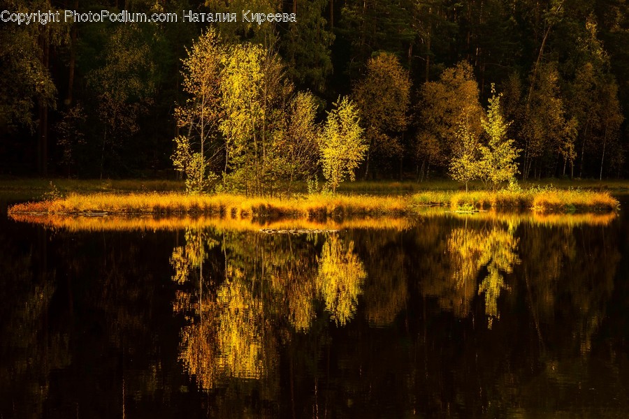 Conifer, Flora, Plant, Tree, Forest