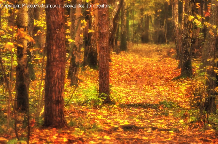 Flora, Forest, Land, Nature, Outdoors