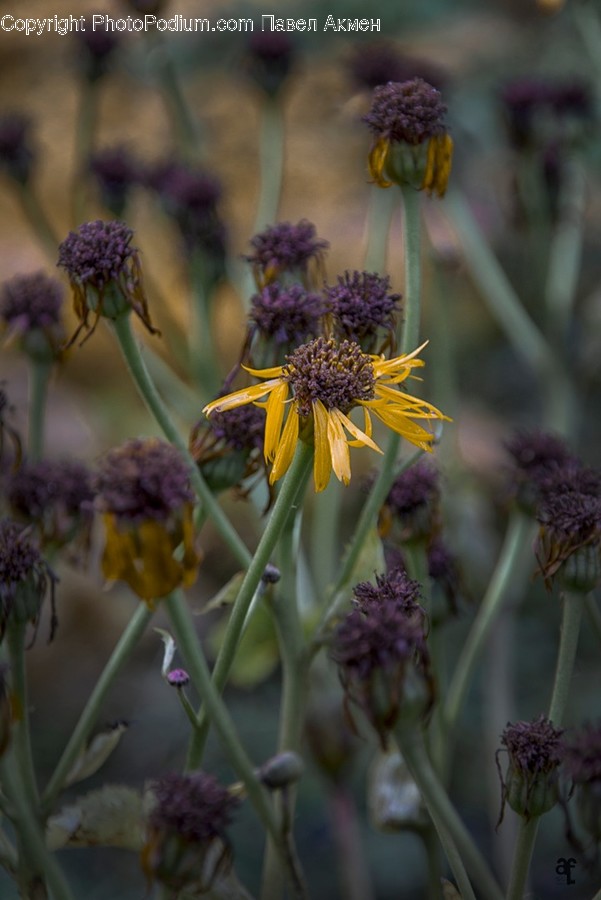 Asteraceae, Blossom, Flora, Flower, Plant