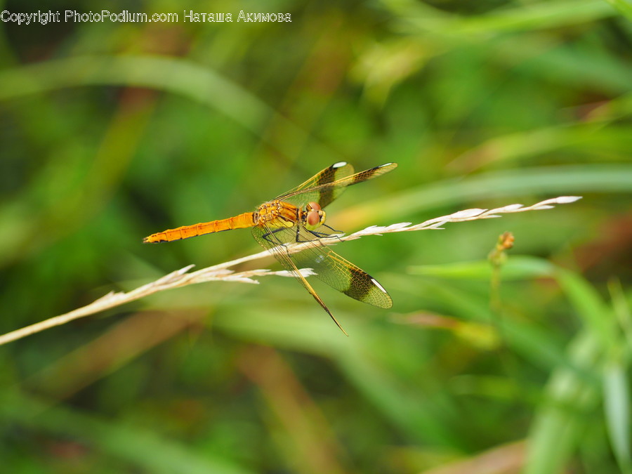 Animal, Anisoptera, Dragonfly, Insect, Invertebrate