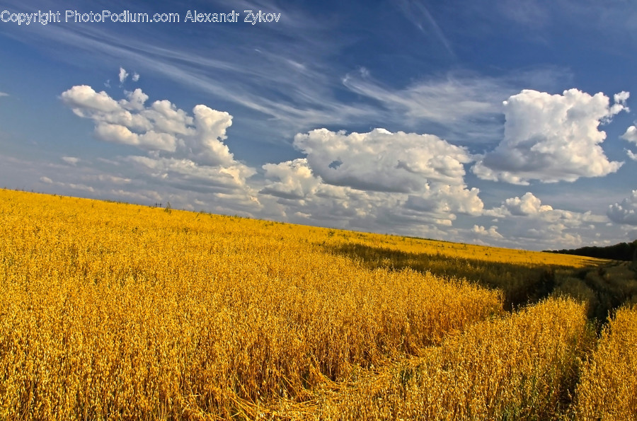 Field, Cloud, Cumulus, Nature, Outdoors