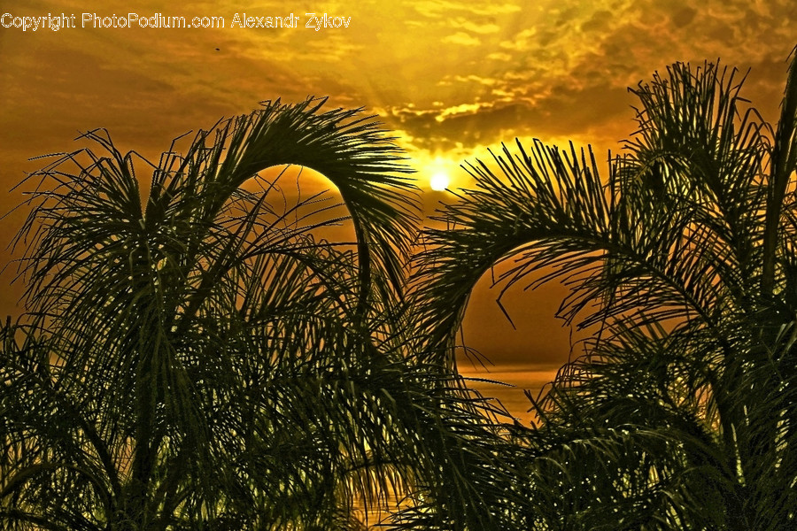 Flora, Grass, Plant, Reed, Dawn