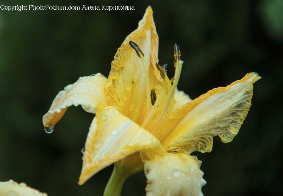 Blossom, Flora, Flower, Gladiolus, Plant